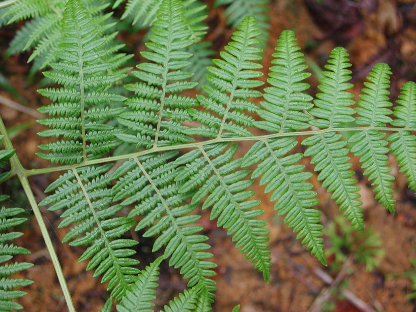 Dennstaedtiaceae Pteridium pseudocaudatum